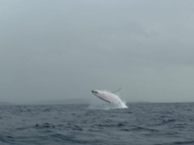 whale L
