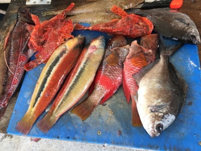 How is this for a great variety of deep sea fish