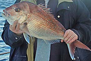 Yet another bloke with a snapper